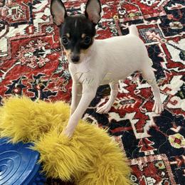 Boy 1 - White black and tan male Toy Fox Terrier puppy in Wayne, Oklahoma from FritzFox Toy Fox Terriers