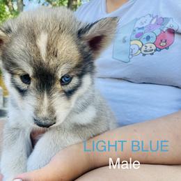 Pomeranian and Siberian Husky Puppies from Lor-Huinil's Dogs