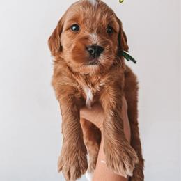 Hickory (Green) - Red  male Goldendoodle puppy in Beaverton, Oregon from Henry Elliots