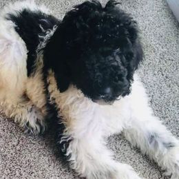 Poodles from Pleasant Valley Farm Poodles