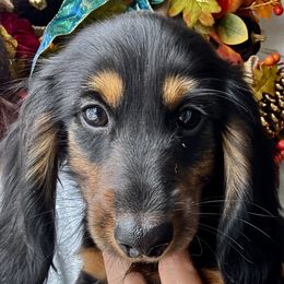 Boy 1 - Dachshund puppy from Sarou's Miniature Dachshunds