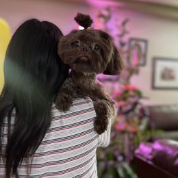 Blossom - Shih Tzu