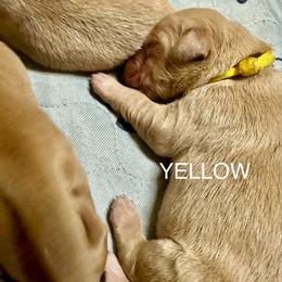 Yellow Collar - Golden male Golden Retriever puppy in Tulsa, Oklahoma from Triple J Goldens, LLC