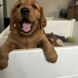 Golden Retriever Puppies from Golden Wiggle Retrievers