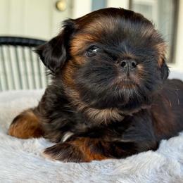 Boy 2 - Red male Shih Tzu puppy in Calimesa, California from Little Mountain’s Shih Tzus