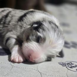 Star BMF - Blue merle female Australian Shepherd puppy in Rainsville, Alabama from Chaparro Farm