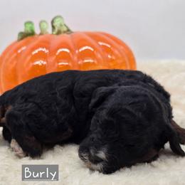 Burly - Tri-color male Bernedoodle puppy in Neillsville, Wisconsin from Granton Creek