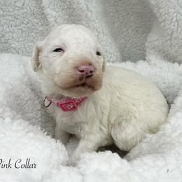 Pink collar - White female Sheepadoodle puppy in Thornville, Ohio from Four Front Doodles & Friends