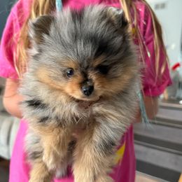 Taylee - Chocolate merle female Pomeranian puppy in Minooka, Illinois from Sheree’s Pomeranians