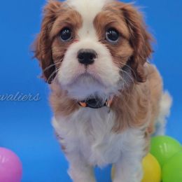 Luca - Blenheim male Cavalier King Charles Spaniel puppy in Tyler, Texas from Kalon Cavaliers