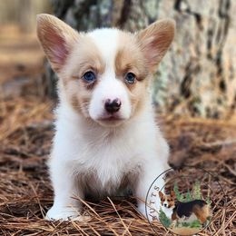 Candy Corn - Sable merle and white female American Corgi puppy in Cameron, North Carolina from Butts Family Corgis
