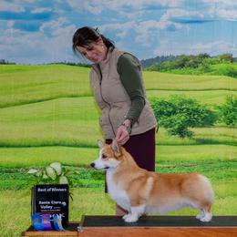 Finnigan - Pembroke Welsh Corgi