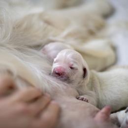 Boy 1 - Light golden male Golden Retriever puppy in Kingwood, Texas from Faded Ash Goldens