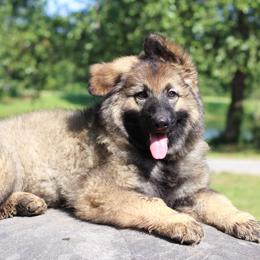 2nd Pick female - Sable female German Shepherd puppy in Elkmont, Alabama from Oakmont Shepherds