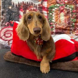 Dachshund Puppies from EntityDachs