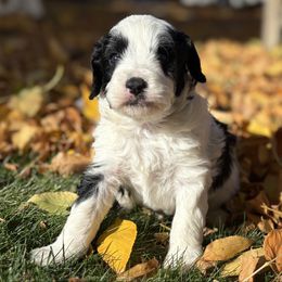 Apollo - Black and white male Bernedoodle puppy in Larimer County, Colorado from Puppy Love Doodles
