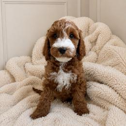 Bear - Red  male Goldendoodle puppy in Gilbert, Arizona from Doodle Bliss