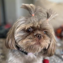 Shih Tzus and Shorkies from Northern Indiana Shih Tzus