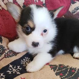 Pembroke Welsh Corgis from Kim Kosmicke's Pembroke Welsh Corgis