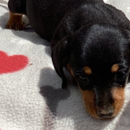 Dachshunds from Presleys dachshunds