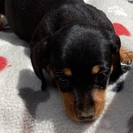 Dachshunds from Presleys dachshunds