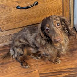 Dachshund puppies from Sweet Bee Dachshunds