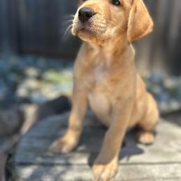 Deli - Purple Collar - Yellow female Labrador Retriever puppy in Galt, California from On My Side Kennels