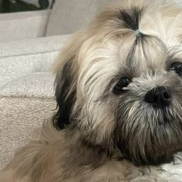 Shih Tzus from Dollface Dollie Shih Tzus