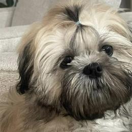 Shih Tzus from Dollface Dollie Shih Tzus
