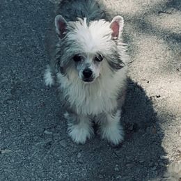 Faith - Sable female Chinese Crested puppy in Salt Lake City, Utah from Naked & Famous