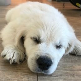 Golden Retrievers from Soul Desire Golden Retrievers