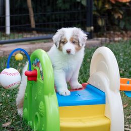 Australian Shepherd Puppies from Sandollar Aussies