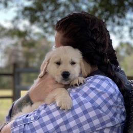 Golden Retriever Puppies from Homeward Bound Goldens