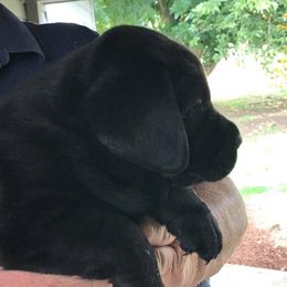 Labrador Retriever Puppies from Gifford Ranch Labradors