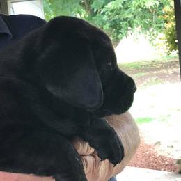 Labrador Retriever Puppies from Gifford Ranch Labradors