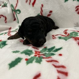 Esme - Brown and Red Phantom - Female - Phantom female Goldendoodle puppy in Wickenburg, Arizona from Gentle Paw Goldendoodles