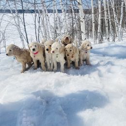 Goldendoodle Puppies from Lakeside Doodles MN