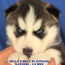 DELLA'S MALE 3 - Black and white male Siberian Husky puppy in Manilla, Iowa from Bruck's Siberian Huskies
