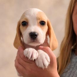 Scarecrow - Lemon and white male Beagle puppy in Lake City, Florida from Sunkissed Beagles