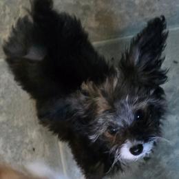 Felix - Fawn male Companion Cross puppy in Grand Saline, Texas from Oldfield Outdoors