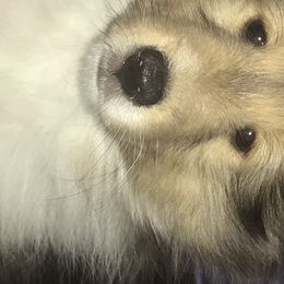 Boy 2 - Shetland Sheepdog puppy in Montauk, New York from Hillbrae Shetland Sheepdogs
