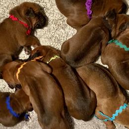Rhodesian Ridgebacks from Keefer Ridge Rhodesian Ridgebacks