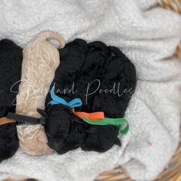 Poodle Puppies from Agape Standard Poodles