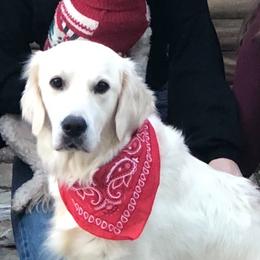 London - Golden Retriever