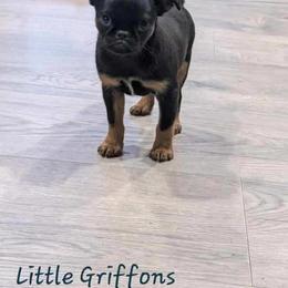 Brussels Griffon Puppies from Little Griffons