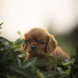 Cavalier King Charles Spaniel and Golden Retriever Puppies from Tsarevich Goldens and Cavaliers