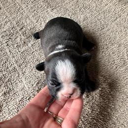 Boy 3 - Black brindle and white male Boston Terrier puppy in Brookville, Ohio from Best Friend Bostons
