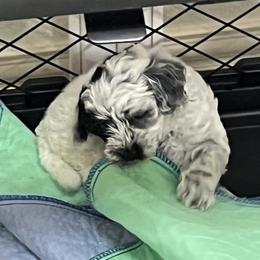 Roadie - Black and chalk male Australian Labradoodle puppy in Denton, Texas from Dignity Labradoodles