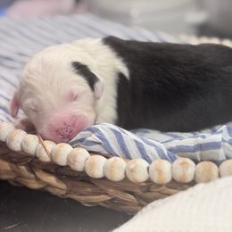 RED COLLAR OES MALE - Gray and white male Old English Sheepdog puppy in Mesa, Arizona from Desert Sheepies and Doodles