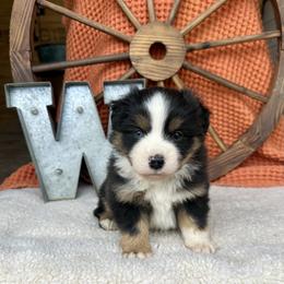 Harvest - Black tri male Miniature Australian Shepherd puppy in Checotah, Oklahoma from Wild Outlaw Aussies